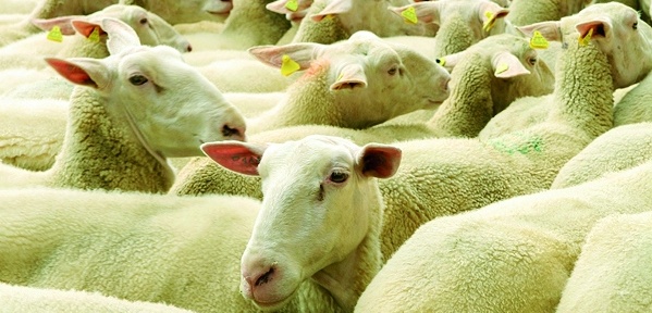 Viele weiße Schafe stehen dicht gedrängt beieinander