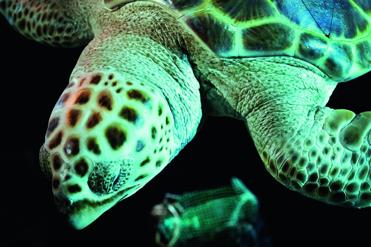 Teilansicht einer Wasserschildkröte, Fotograf Mathias Bothor