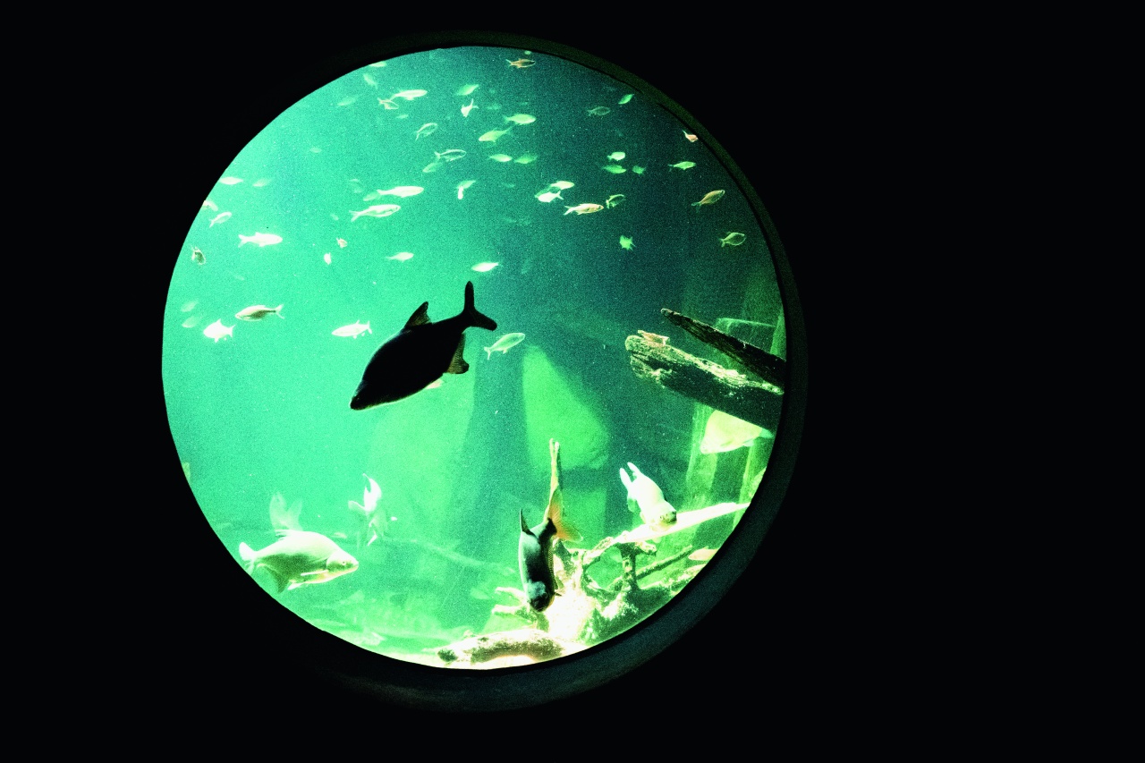 Fische schwimmen in einem Aquarium, Fotograf Mathias Bothor