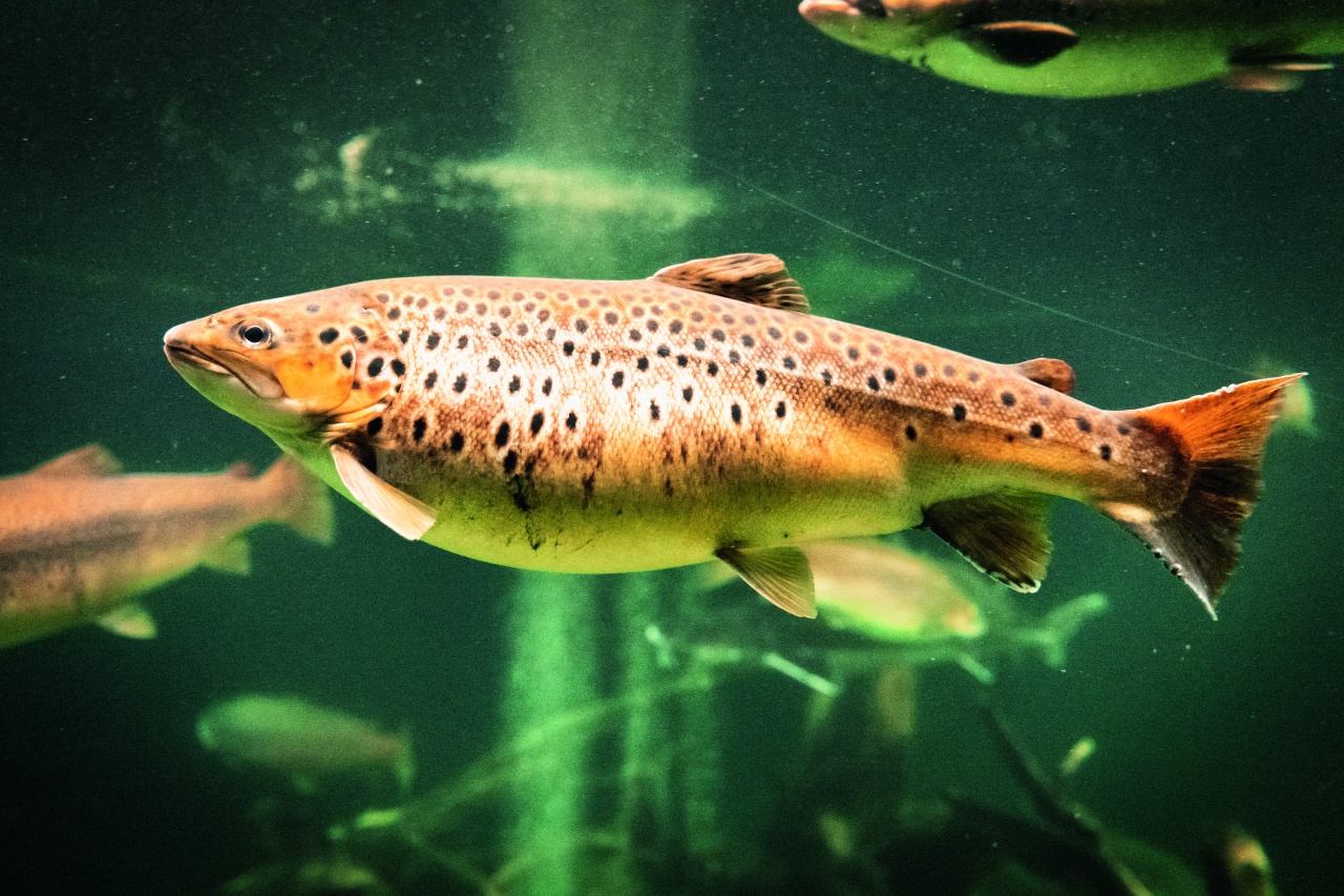 Fische im Aquarium, Fotograf Mathias Bothor