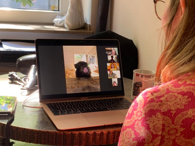 Eine junge Frau mit Down-Syndrom sitzt vor einem aufgeklappten Laptop. Darauf ist ein Schwein zu sehen.